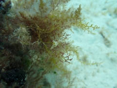 Aplysia parvula