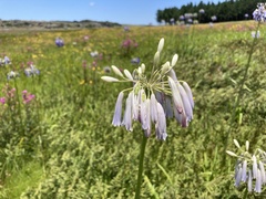 Agapanthus inapertus
