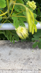 Albizia lebbeck