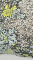 Phaeophyscia orbicularis