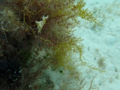 Aplysia parvula