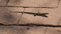 Podarcis guadarramae guadarramae