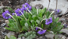 Primula optata