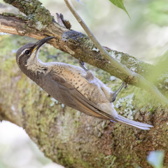 Ptiloris victoriae