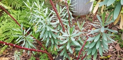 Euphorbia glauca