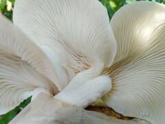 Pleurotus ostreatus
