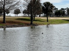 Charadrius vociferus