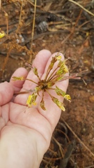 Pelargonium rapaceum