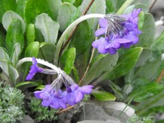 Primula optata