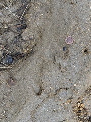 Sylvilagus floridanus