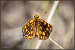 Metisella metis