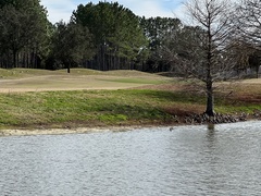 Charadrius vociferus