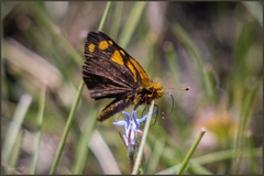 Metisella metis