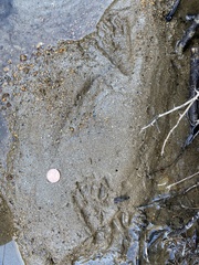 Sylvilagus floridanus