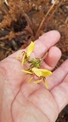 Pelargonium rapaceum