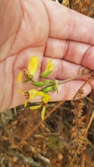 Pelargonium rapaceum