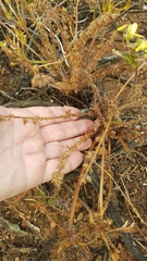 Pelargonium rapaceum