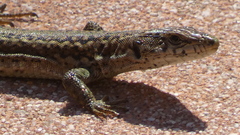 Podarcis guadarramae guadarramae