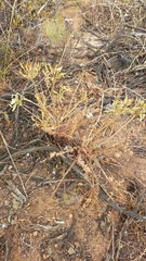 Pelargonium rapaceum