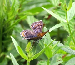 Lycaena helle