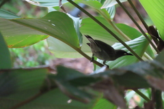 Stomiopera unicolor