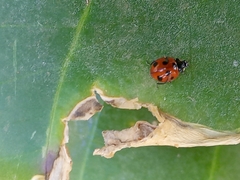 Coccinella algerica