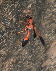 Delta dimidiatipenne