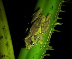 Scinax