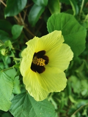 Hibiscus calyphyllus