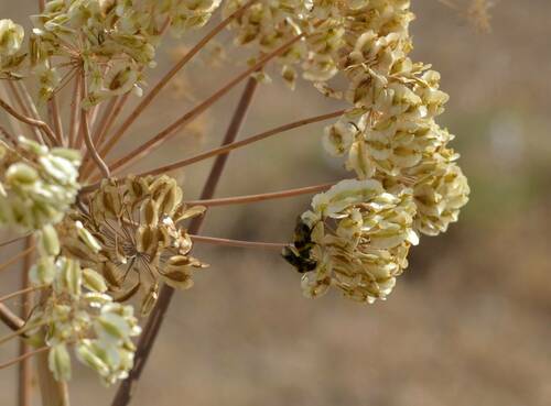 Thapsia garganica image