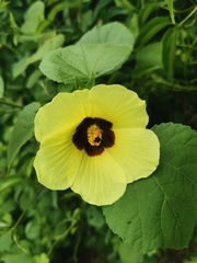Hibiscus calyphyllus