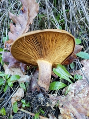 Paxillus
