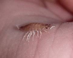 Isopoda