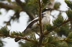 Ficedula speculigera