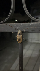 Batocera rufomaculata