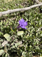 Ruellia