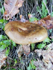 Paxillus