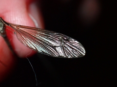 Tipulidae