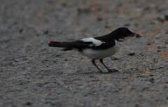 Ficedula speculigera