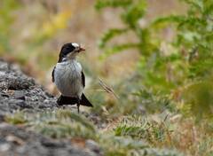 Ficedula speculigera