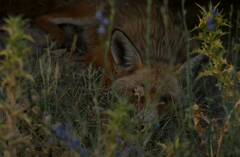 Vulpes vulpes barbara