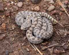 Crotalus pricei