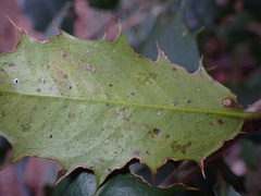 Phytomyza ilicicola