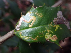 Phytomyza ilicicola