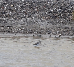 Calidris alpina