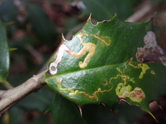 Phytomyza ilicicola