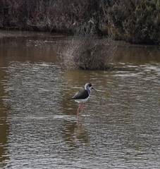 Himantopus himantopus