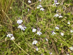 Lobelia nana