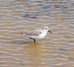 Calidris alba