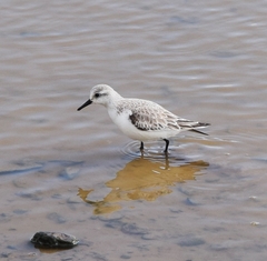 Calidris alba